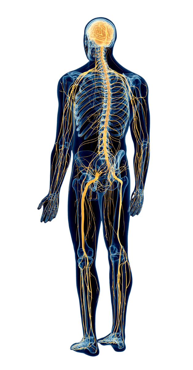 Human Body Diagram