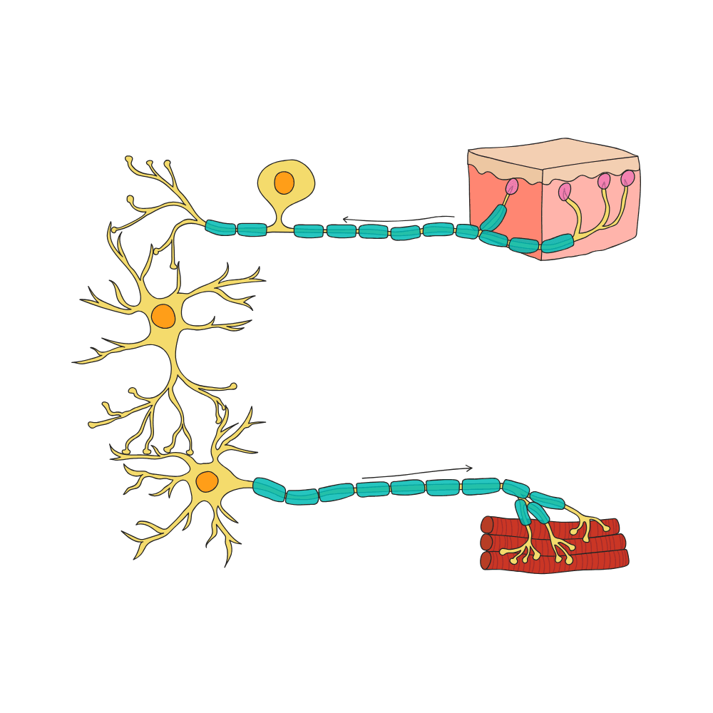 Autonomic Nervous System Dysfunction